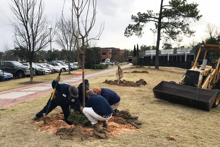 men planting tree