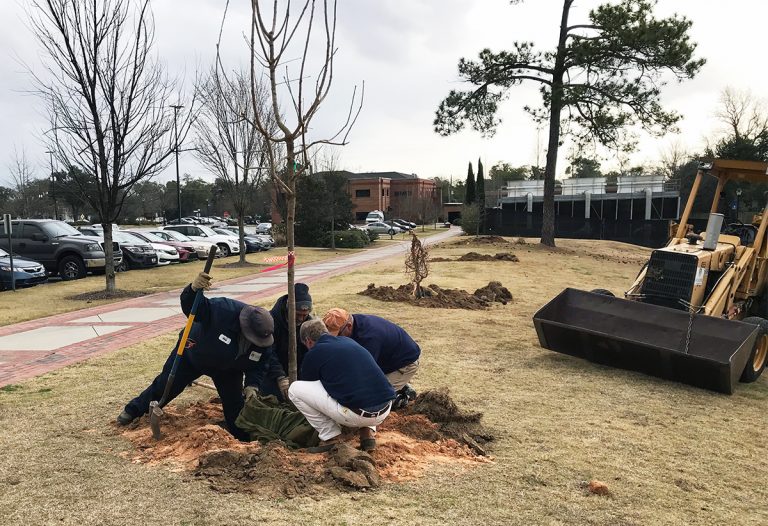 men planting tree