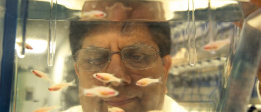 Dr. Surendra Rajpurohit looking through a fish tank in his laboratory.