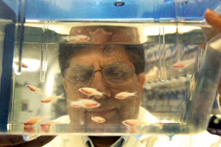 Dr. Surendra Rajpurohit looking through a fish tank in his laboratory.