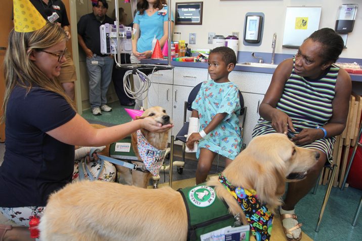 therapy dogs getting petted in a patients room