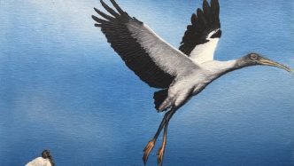 Painting of wood storks.