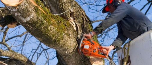Man in tree with chainsaw
