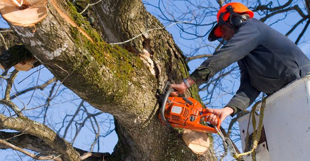 Man in tree with chainsaw