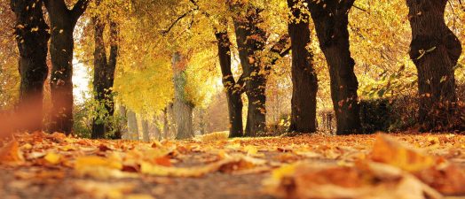 leaves and trees