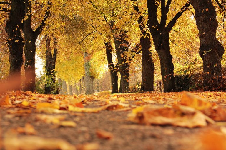 leaves and trees