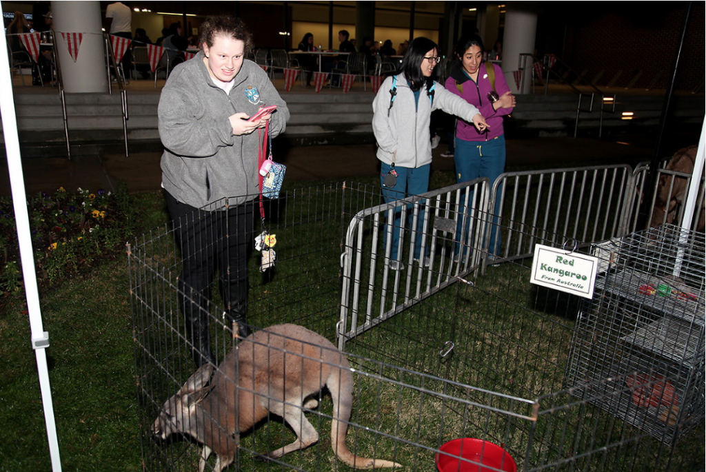 students looking at animals