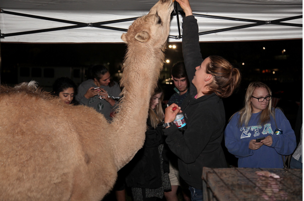 students looking at animals