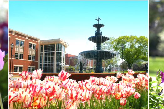 collage of spring images of the Summerville Campus: flowers, the fountain, etc.