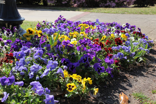 purple flowers