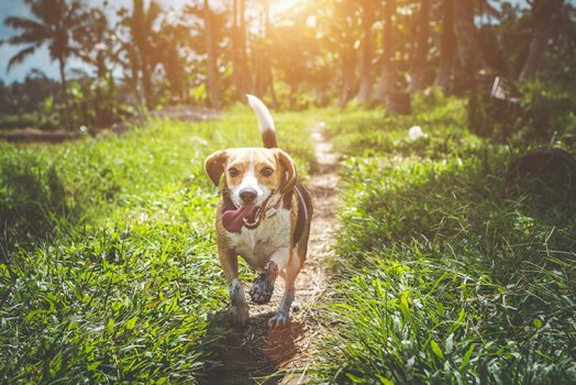 Dog on grass