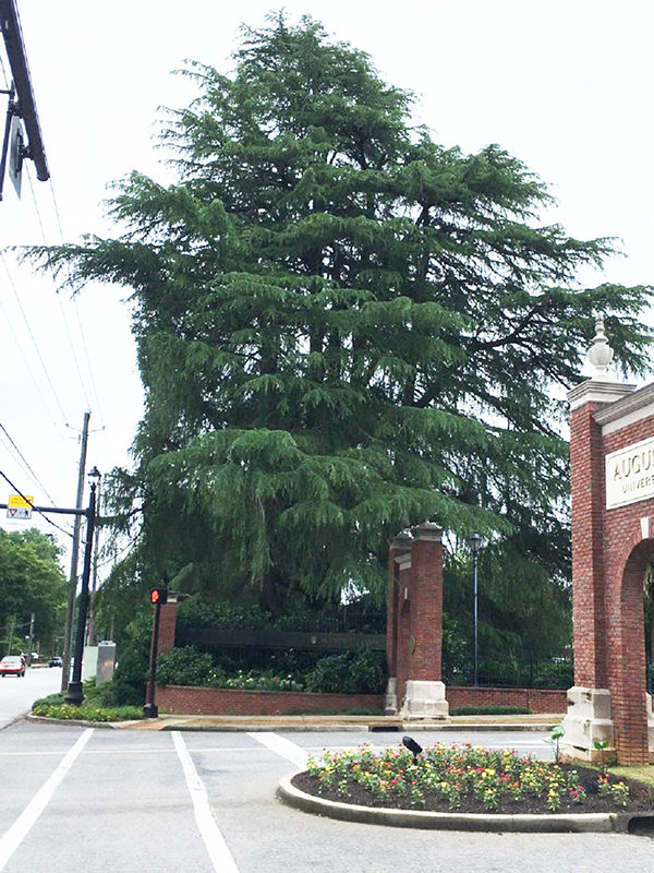 Huge tree at university entrance