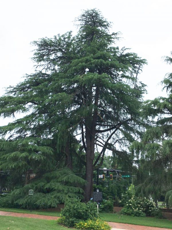 Tall cedar tree