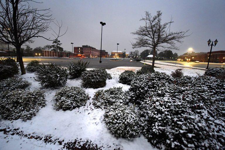 light snow on bushes