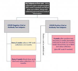 Study timeline