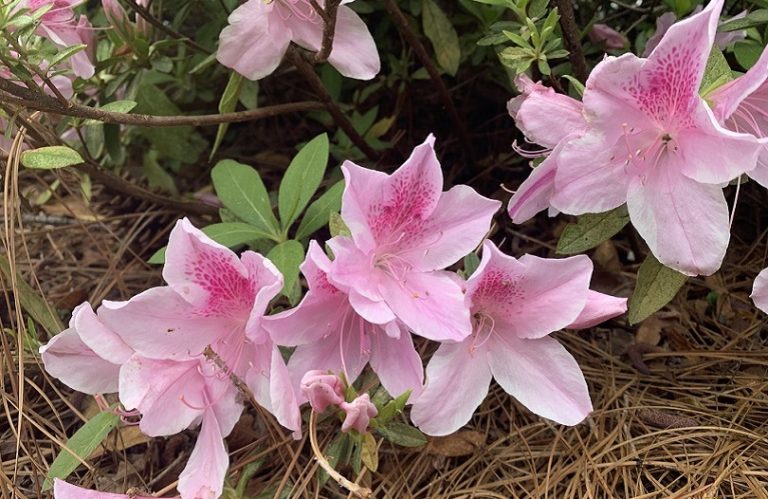 pink azalea blooms