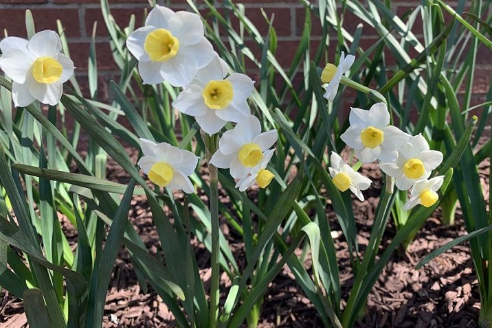 yellow and white daffodils