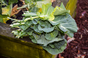 a green leafy vegetable