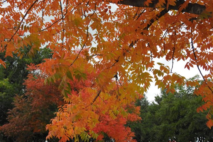orange leaves on a tree