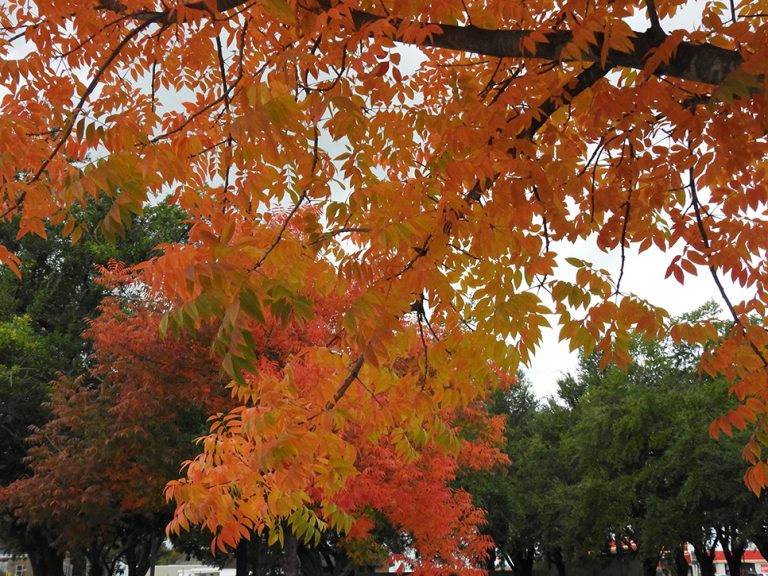 orange leaves on a tree
