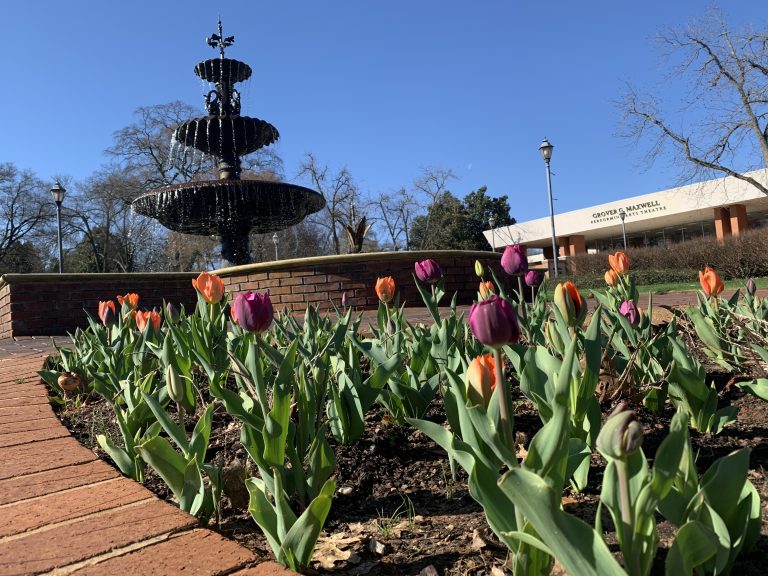 flowers with a fountain in the background