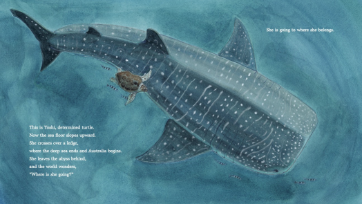 pages from a children's book featuring an illustration of a loggerhead turtle swimming beside a whale shark