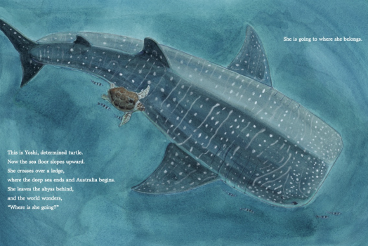 pages from a children's book featuring an illustration of a loggerhead turtle swimming beside a whale shark