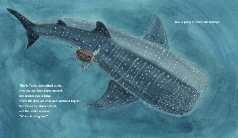 pages from a children's book featuring an illustration of a loggerhead turtle swimming beside a whale shark