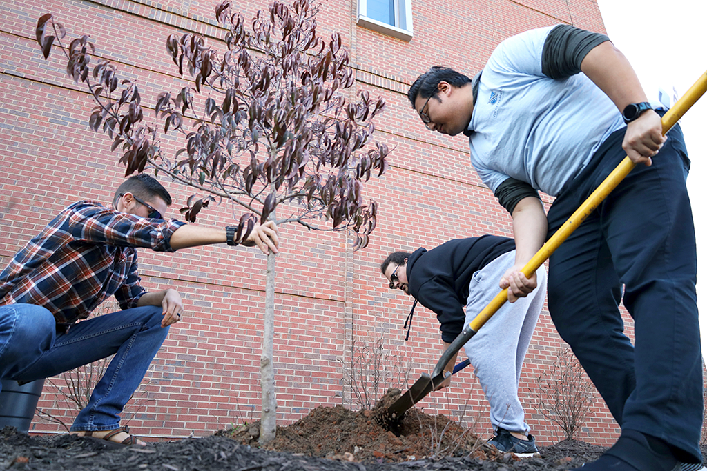 Three men planting a tree