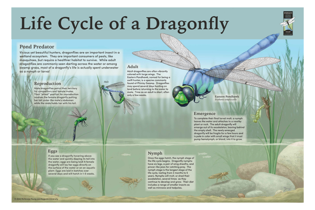 Scientific illustration depicting the life cycle of a dragonfly.