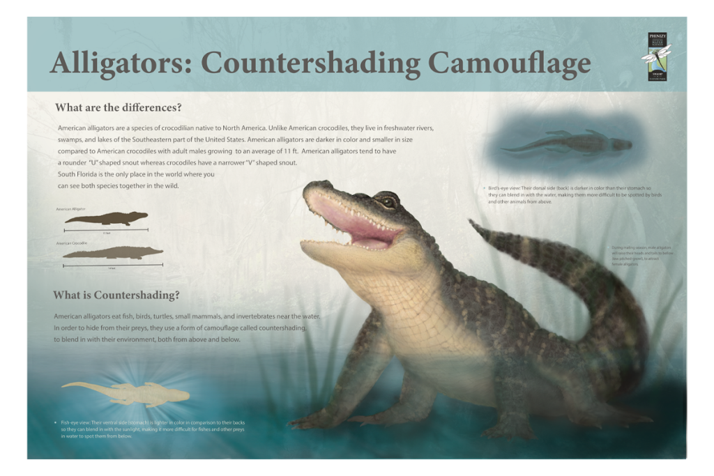 Scientific illustration depicting how alligators camouflage themselves.