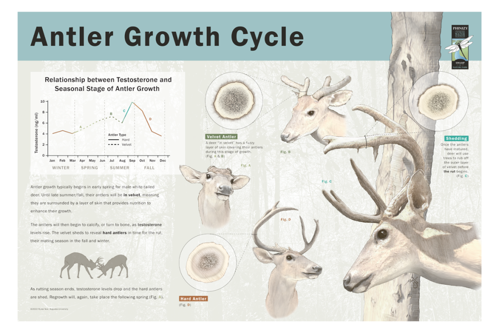 Scientific illustration depicting the growth cycle of antlers on deer.