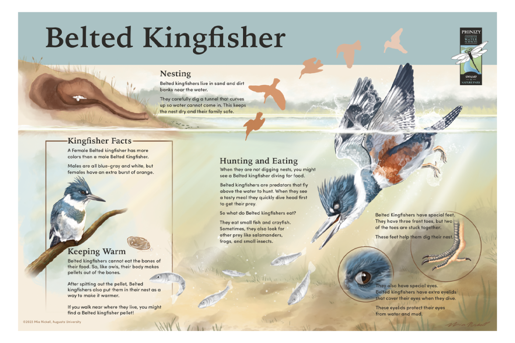 Scientific illustration depicting features of the belted kingfisher.
