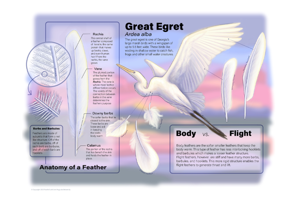 Scientific illustration depicting the feather features of the great egret.