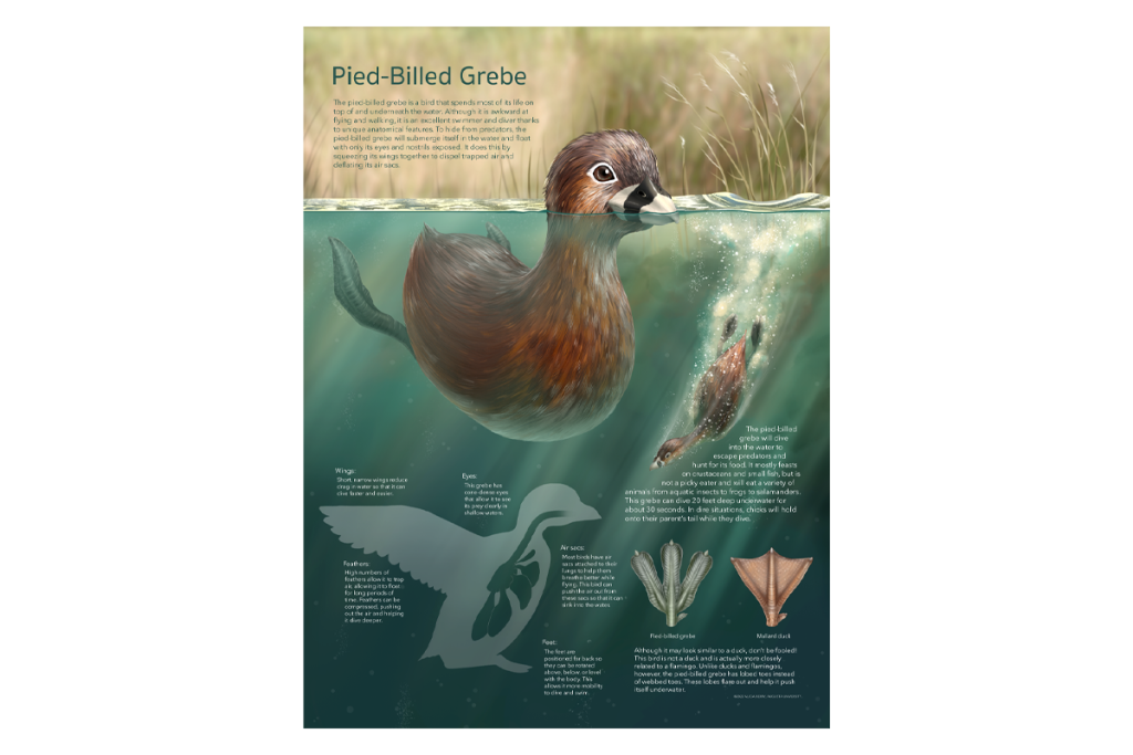 Scientific illustration depicting a water bird called the pied-billed grebe.