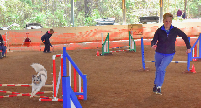 A woman in jeans, tennis shoes and a pullover runs alongside a white dog going through a covered obstacle course