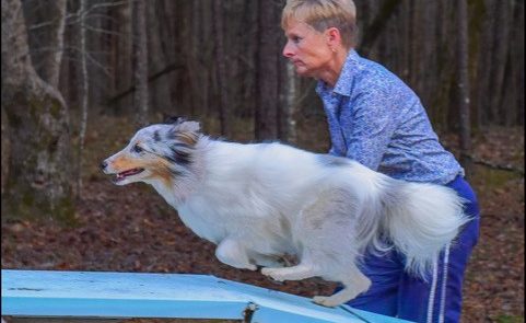 woman works with a dog as it goes up an incline during a training exercise