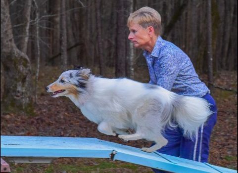 woman works with a dog as it goes up an incline during a training exercise