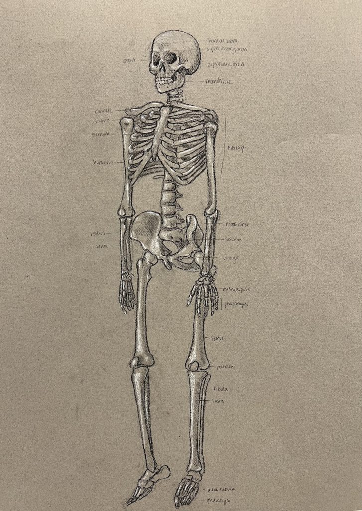 A charcoal sketch of a complete human skeleton with labels.