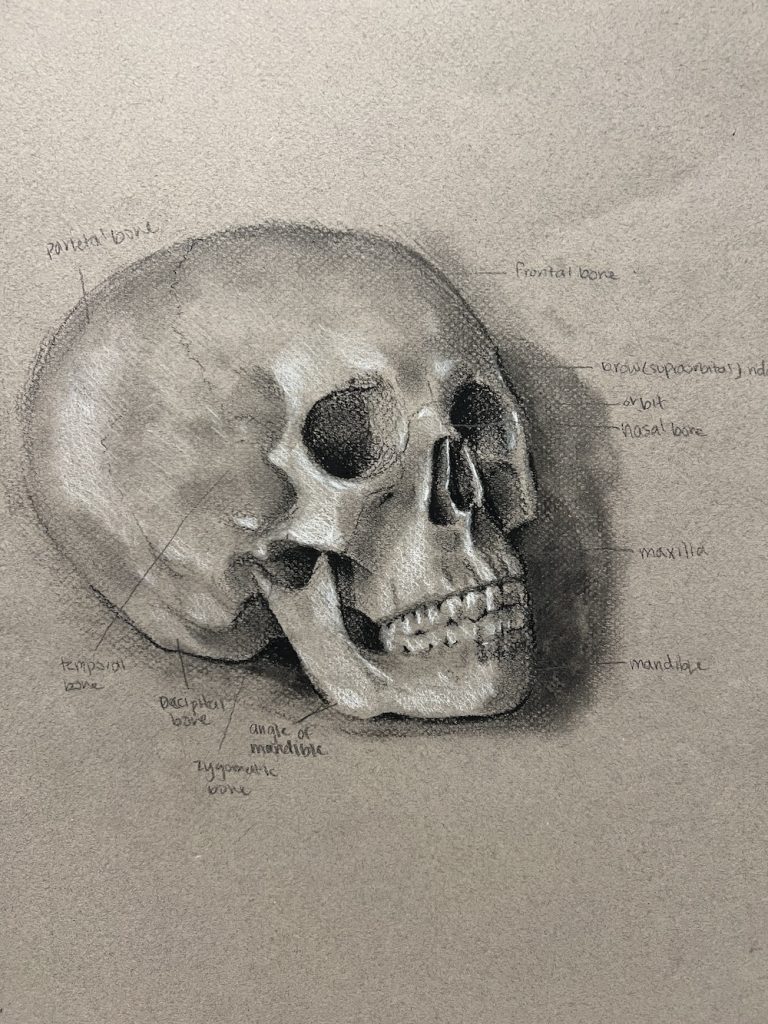 A charcoal sketch of a skull with labels.