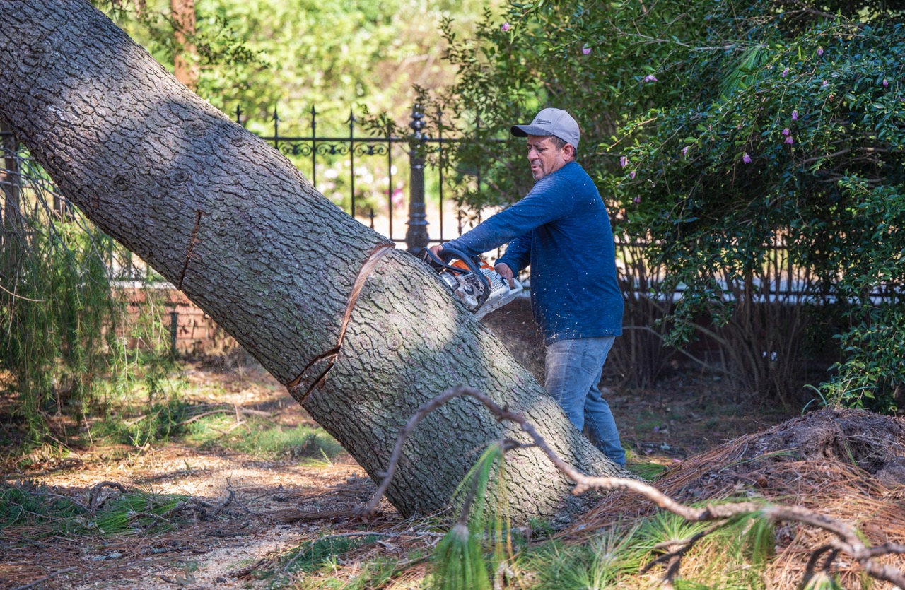 A man with a chainsaw works on removing a downed tree.