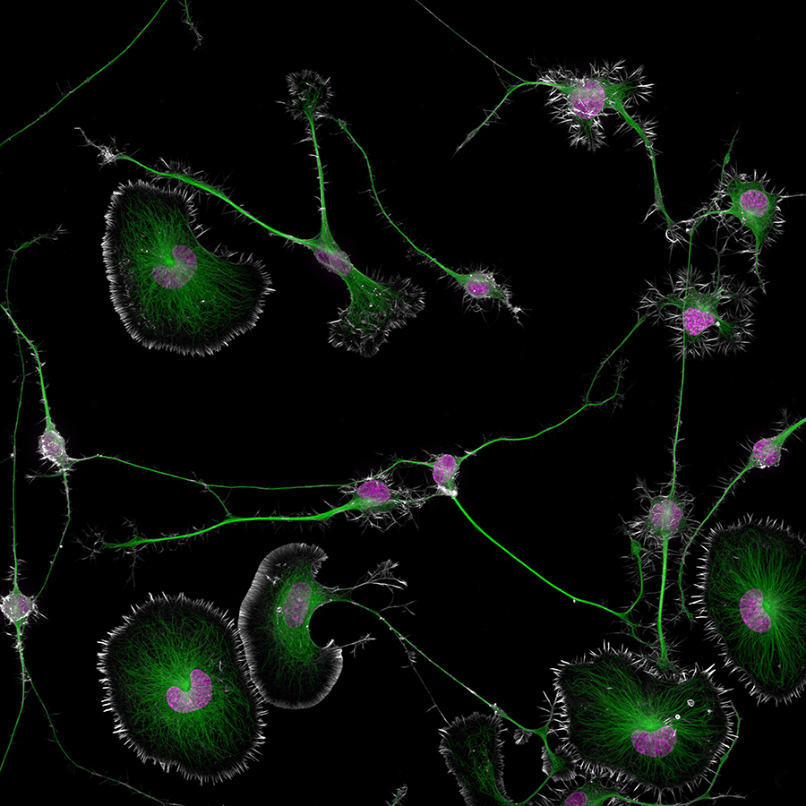 Microscopic view of cells.