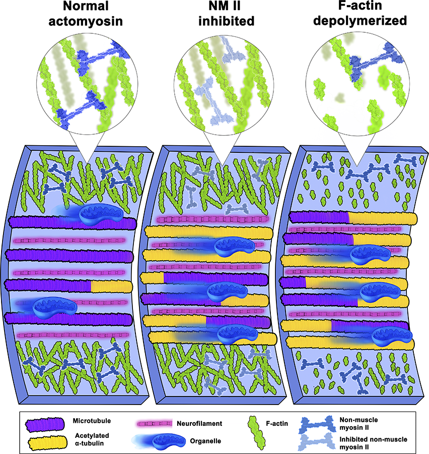 Three illustrated views side-by-side showing different interactions of cells during an experiment.