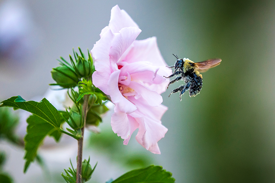 A bumble bee covered in pollen lands inside a flower.