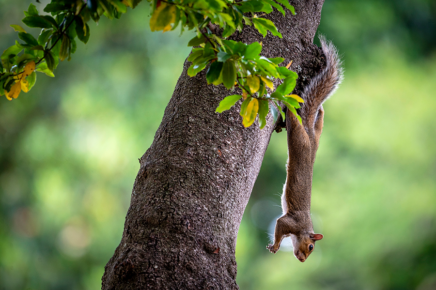 A squirrel hangs from a tree.