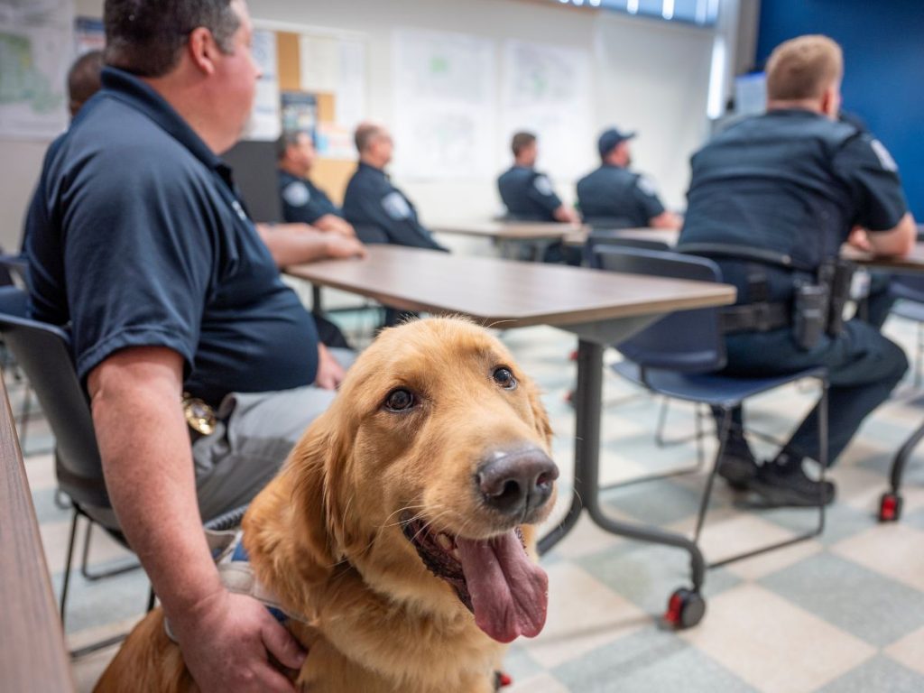 A golden retriever with its tongue sticking out looks at the camera while sitting in a meeting with police officers. 