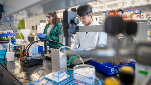 A male and female scientist stand beside each other and observe aspects of a fruit fly experiment.