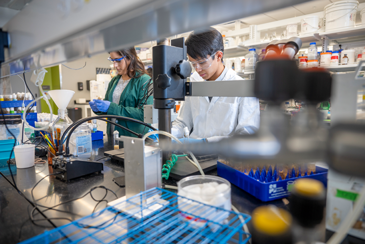 A male and female scientist stand beside each other and observe aspects of a fruit fly experiment.