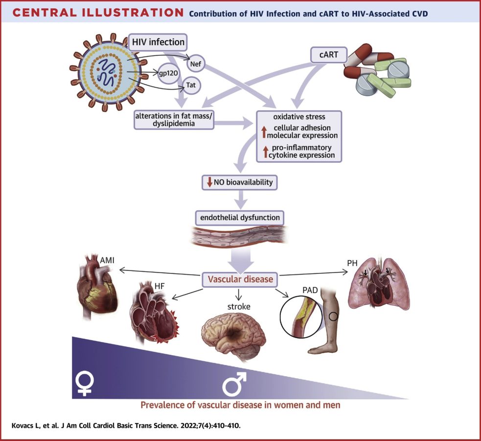 Graphic showing viral proteins and combination antiretroviral therapy contributes to HIV-associated cardiovascular disease. [Eric Belin de Chantemele/Augusta University]