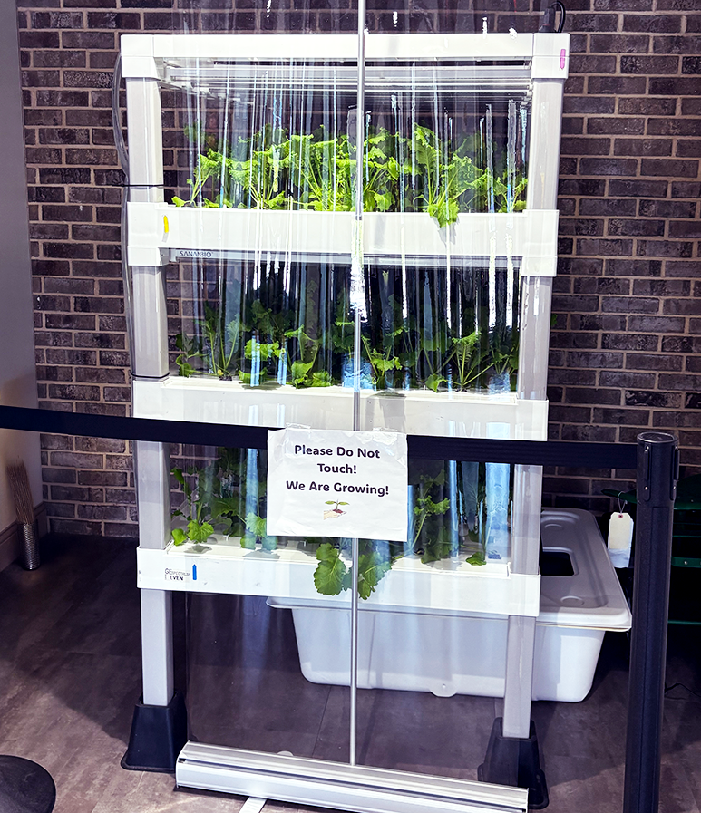A vertical hydroponic garden sits in front of a brick wall. It is growing mustard greens. There is a rope and sign in front of it reading, "Please do not touch! We are growing!"